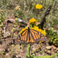 Playera Mariposa Monarca