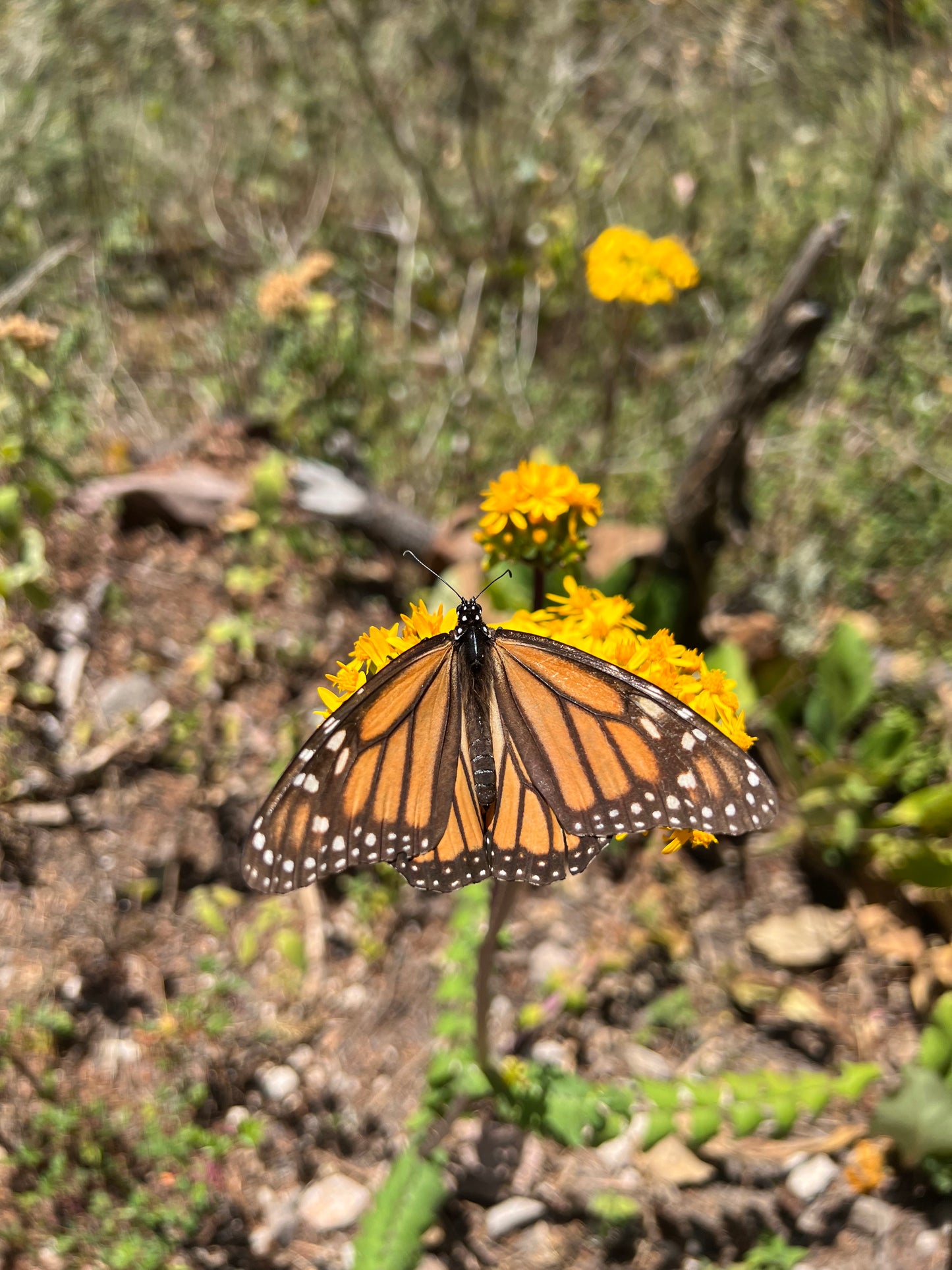 Playera Mariposa Monarca